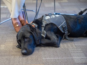 Guide Dog Access Awareness Month
