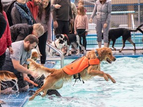 Dog in pool