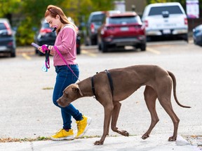 Edmonton Dog