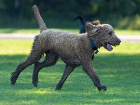 Edmonton dog