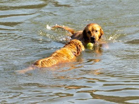 Dogs north saskatchewan river