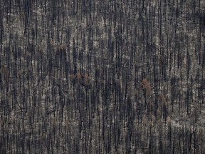 An evacuation order has been issued by Cariboo Regional District for 28 properties in the Horn Lake Area in central British Columbia. Trees burned by the Bush Creek East Wildfire are seen in Squilax, B.C., Monday, Sept. 11, 2023.