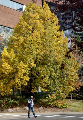 Edmonton fall