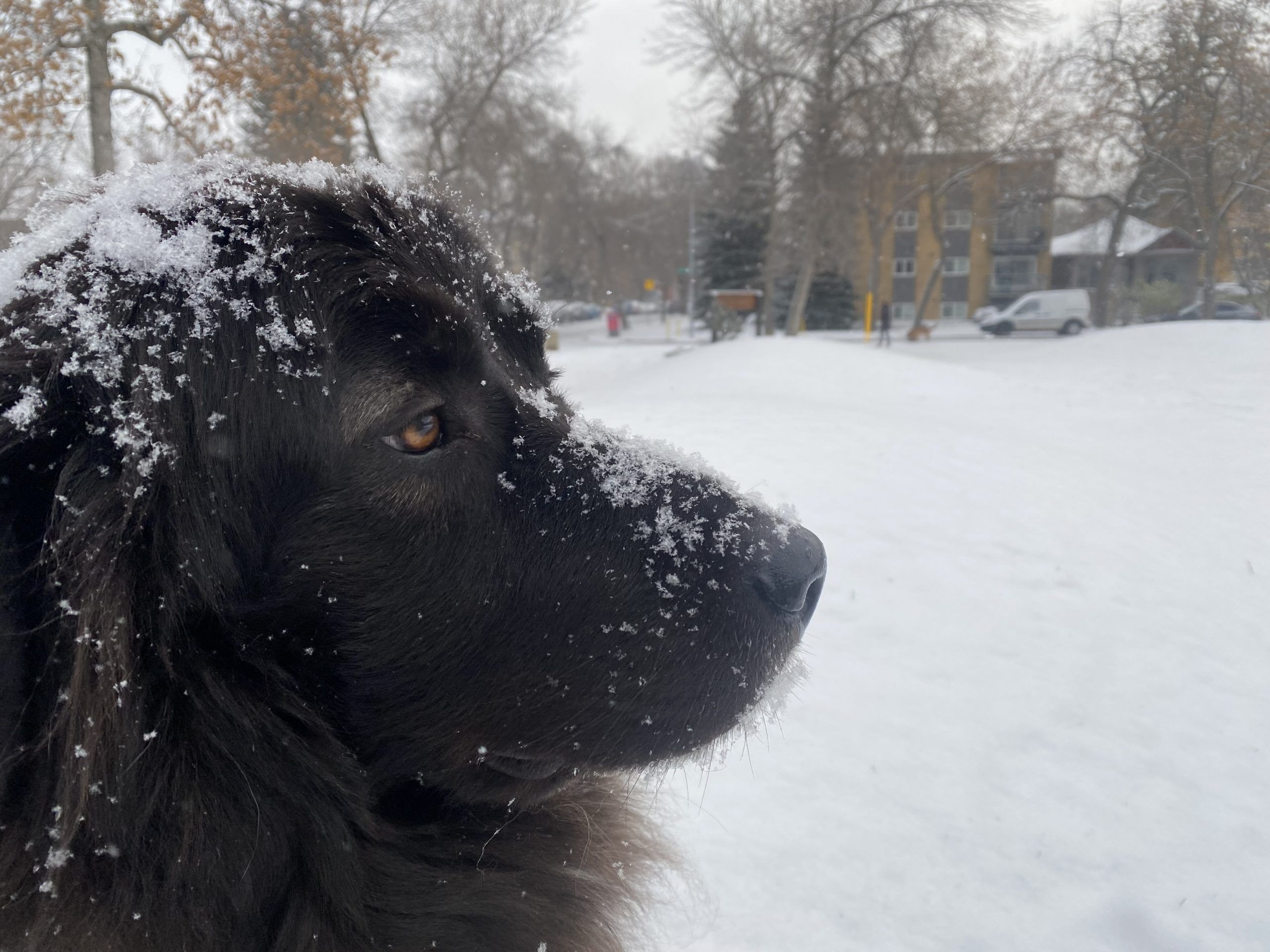 Edmonton weather It's arrived! We woke up to the first snowfall