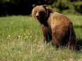 A young female grizzly photographed on June 11, 2004, in in Banff National Park.