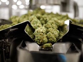 Dry cannabis flowers inside the packaging room at a facility in Ontario.