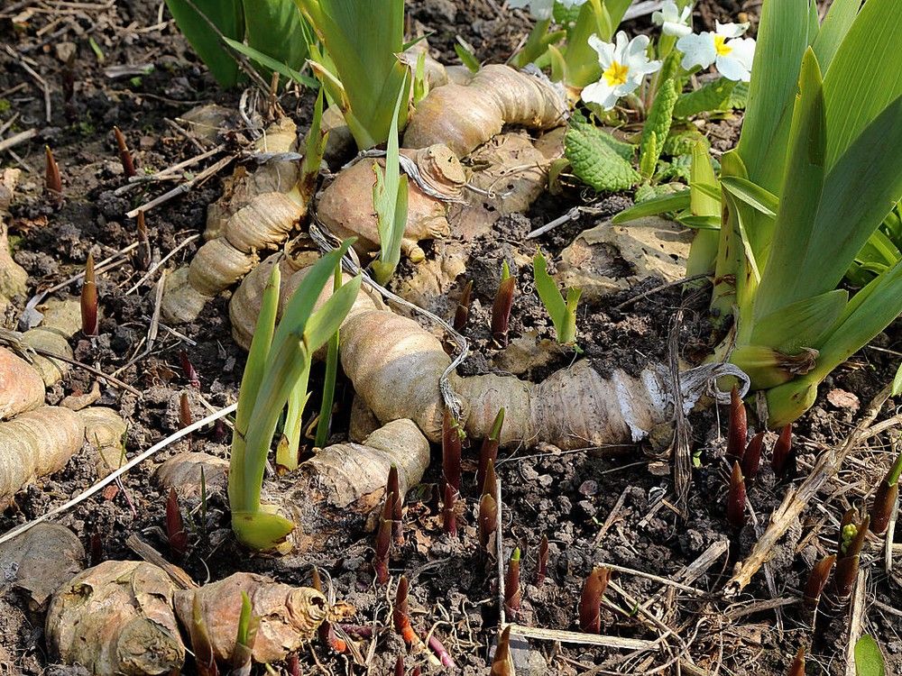 Growing Things Bringing plants indoors Edmonton Journal