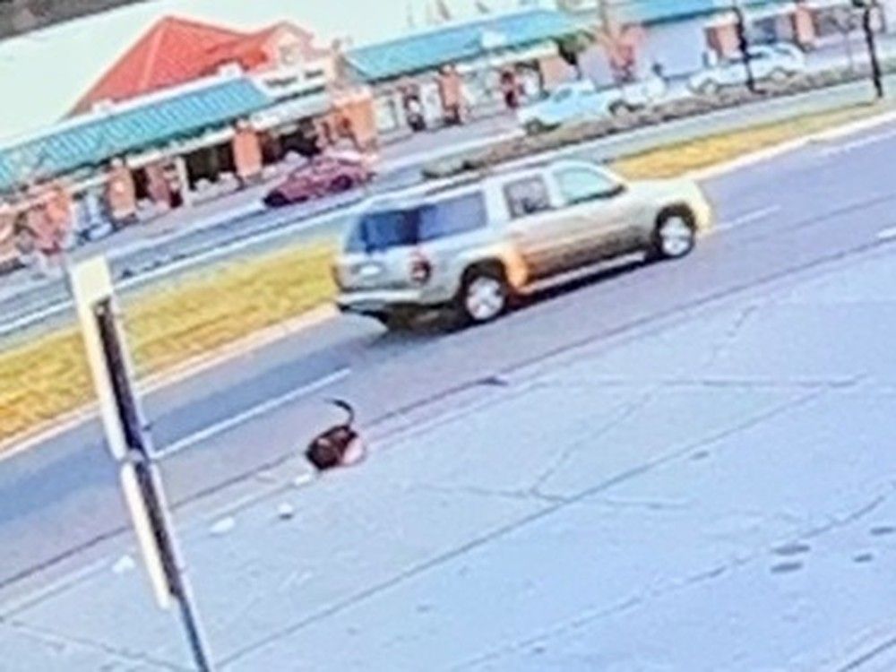 Edmonton police seek SUV in hit-and-run collision