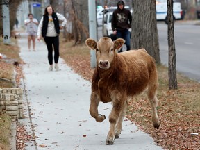 An escaped cow eludes emergency crews near 101 Street and 113 Avenue in Edmonton on Tuesday, Nov. 7, 2023.