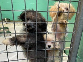 B.C.: Nov. 28, 2023 -- The BC SPCA has taken 37 small breed dogs, including two moms with seven puppies, two Bernedoodles, plus five cats into their care after they were found living in a home filled with feces, urine and garbage in a community off the coast of Vancouver Island.