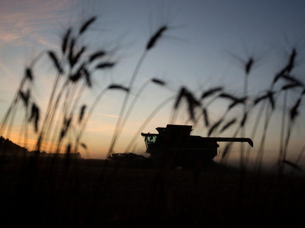 Alberta harvest