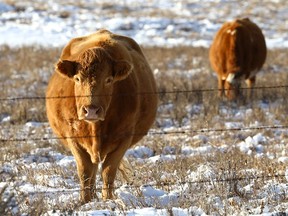 Cows are seen grazing northwest of Calgary in 2022.