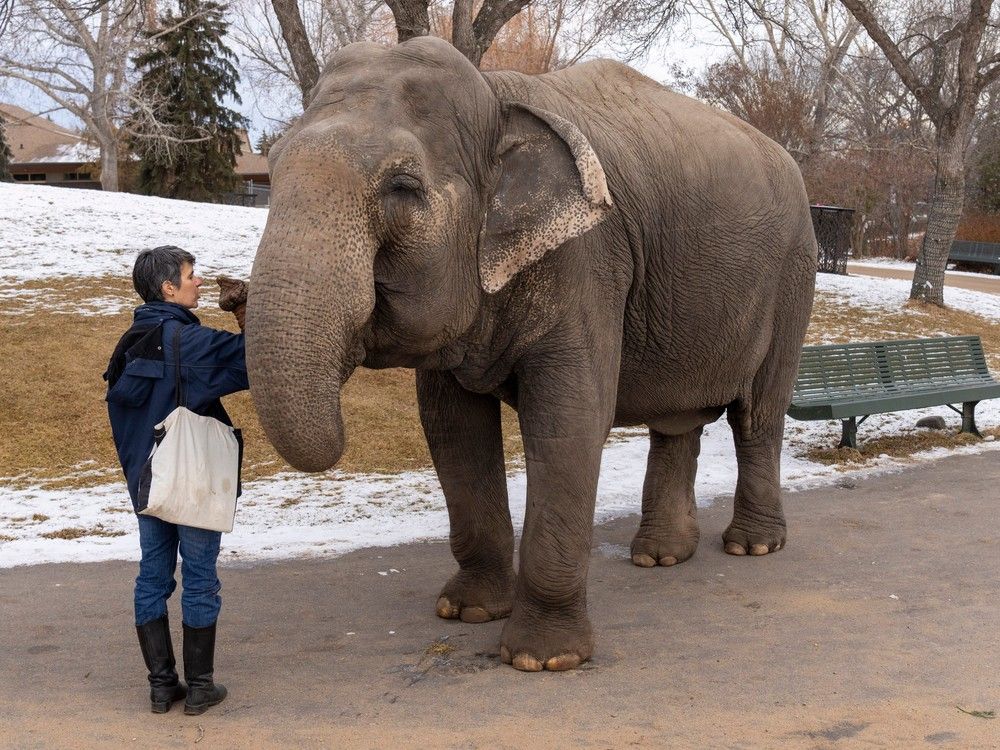 The History of Lucy, The World's Greatest Elephant 