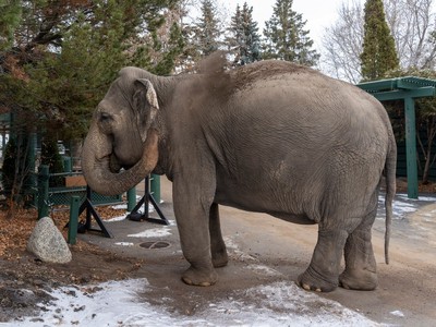 Ailing Lucy the elephant will remain in Edmonton, zoo decides
