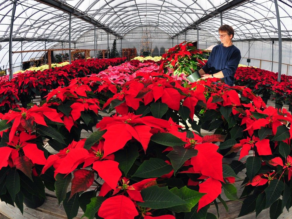 Keeping Christmas plants alive Edmonton Journal