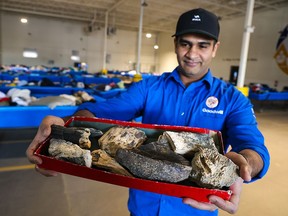 Daoud Abbasi, brand coordinator for Goodwill Industries of Alberta, displays some of the fossils that turned up in a donation bin in Calgary.