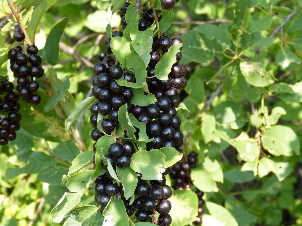 Chokecherry shrubs are popular landscaping choices in the Edmonton area.
