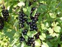 Chokecherry shrubs are popular landscaping choices in the Edmonton area.