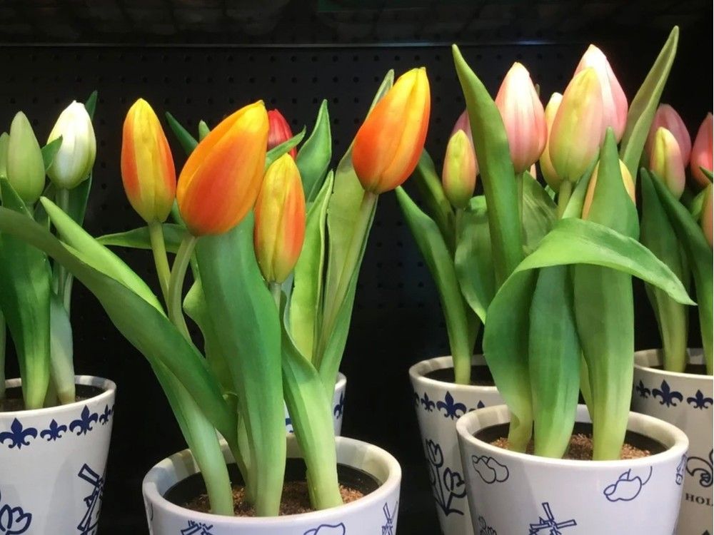 Tulips in pots