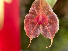 orchid fair 2