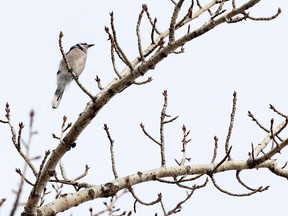 Edmonton Grey Jay