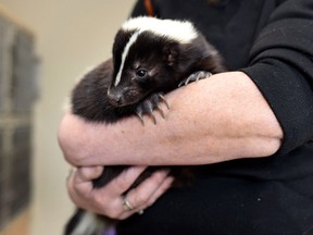 A shunk is shown at the animal rehabilitation facility in Seaforth, N.S. Slavko Babincak was getting some strange looks while he was tooling around town one day and he couldn't figure out why. "And finally two guys asked, 'have you been sprayed by a skunk?' And I'm like, 'maybe?'" says the pest control professional in Cold Lake, Alta.