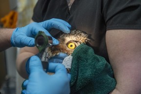 Edmonton veterinarian tends to feathered and otherwise wild patients ...