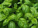 Old fashion sweet basil is everyone's favourite for making pesto, but there are several other kinds worth growing including large-leafed Genovese basil and spicy Thai basil.