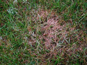 lawn with red thread disease