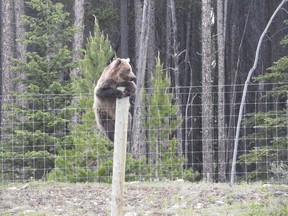 Grizzly Bear 178, known locally as Nakoda, is seen climbing a fence in Yoho National Park. Photo supplied by Parks Canada.