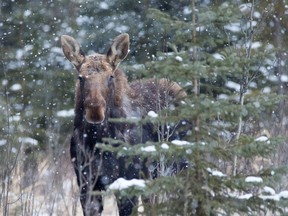 moose (memory roth photography)