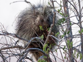 porcupine (memory roth photography)