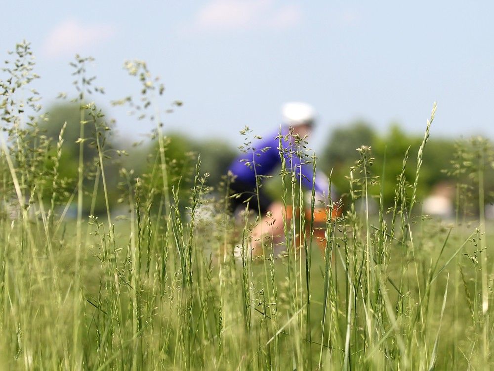Growing Things What to do when your lawn goes to seed Edmonton Journal