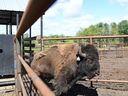 A bison exits the BisonSense at the Irish Creek Bison Ltd. farm where the sensor is stationed.