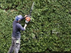 qmi_lfp20141010dr010 Growing Things: How to best prune your spruce hedge