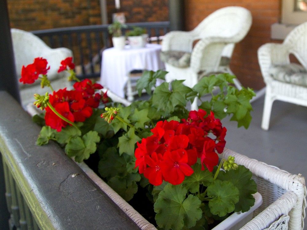 Gardening advice: How to overwinter geraniums