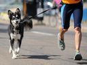 Goose the dog likes to hold on to his own leash while running with his owner Margie Ritchie in the river valley in Edmonton on Aug. 19, 2014.