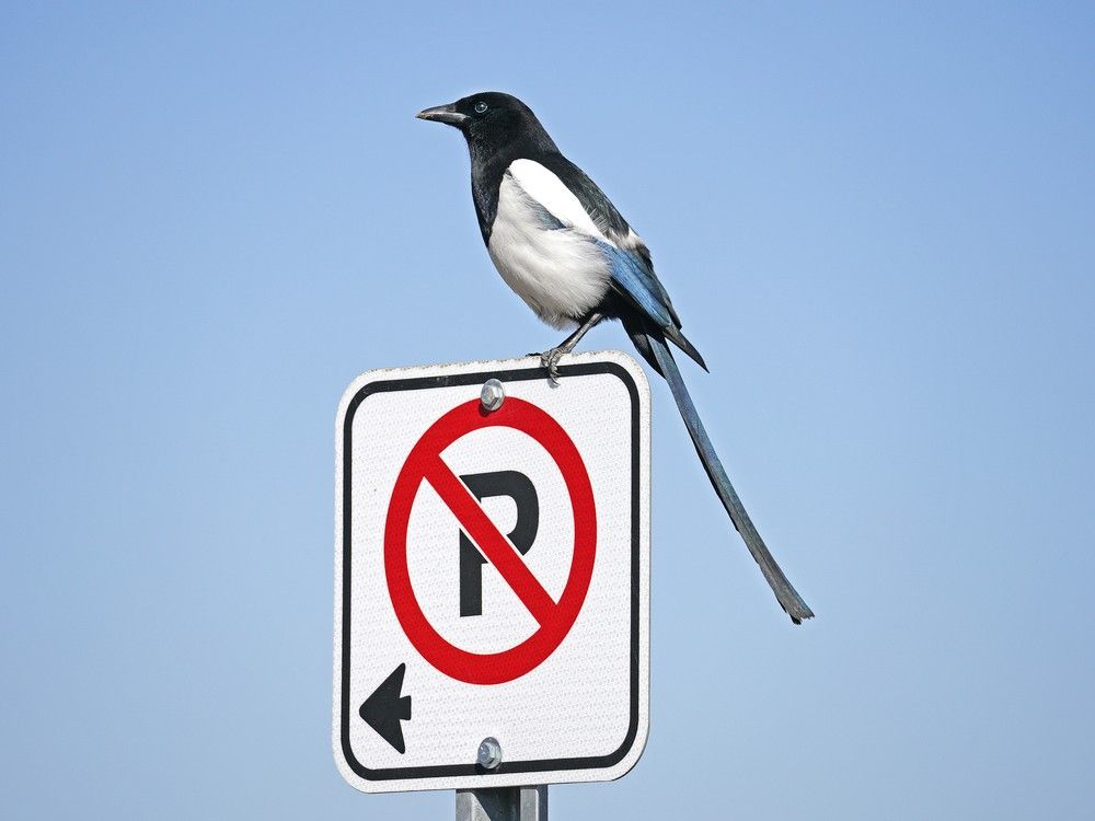 City increasing parking fines but some say changes don't go far enough