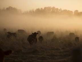 A field of cows is obscured by a dusty haze caused by nearby harvesting, Falun, Alberta
