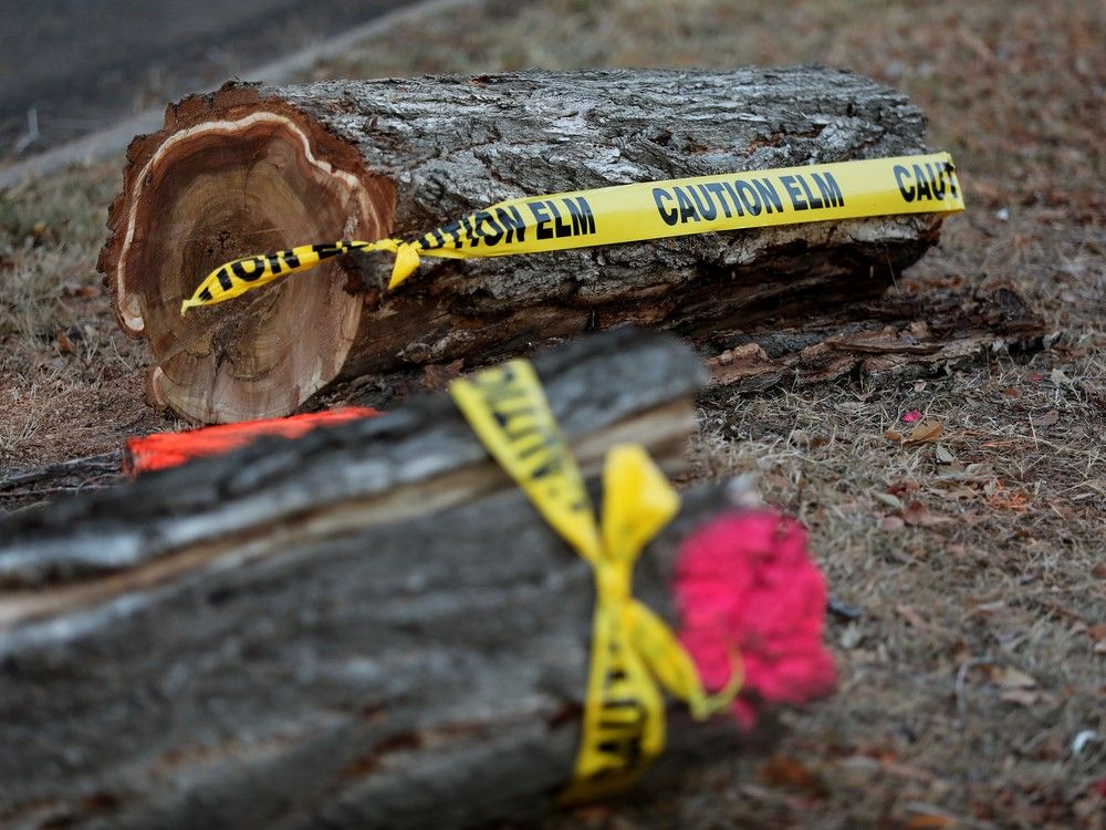 City confirms second case of Dutch elm disease in 2025