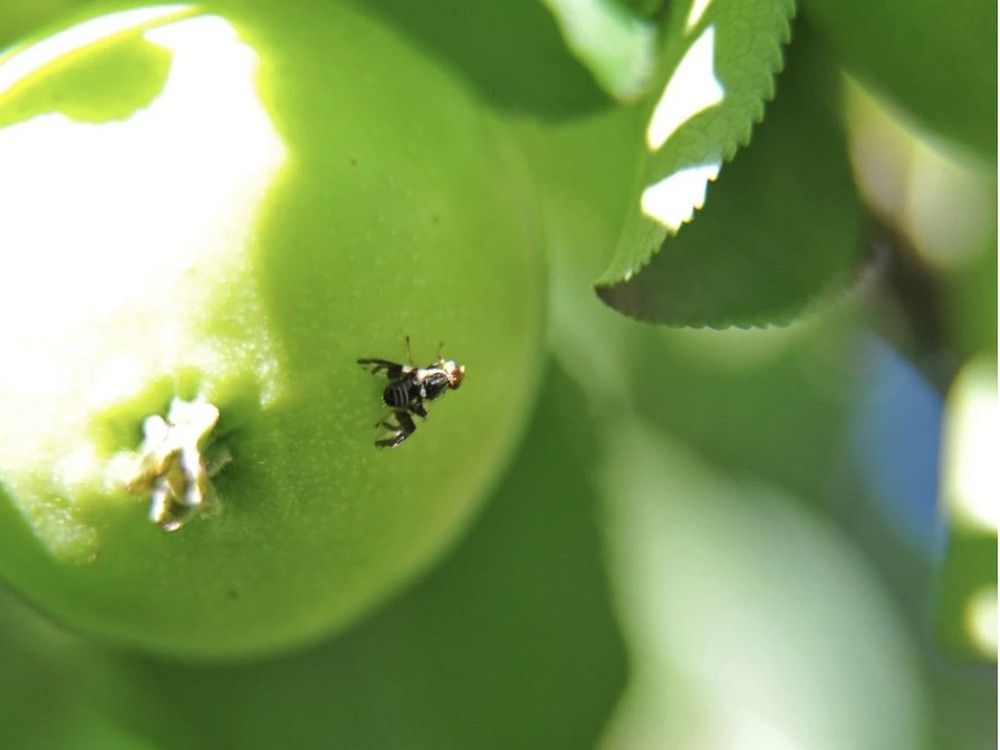 Apple maggot fly