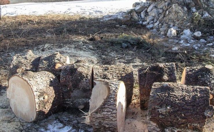 hardwood timber infill trees