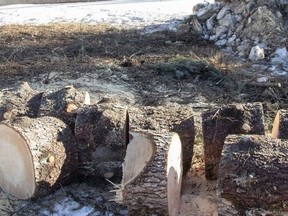 hardwood timber infill trees