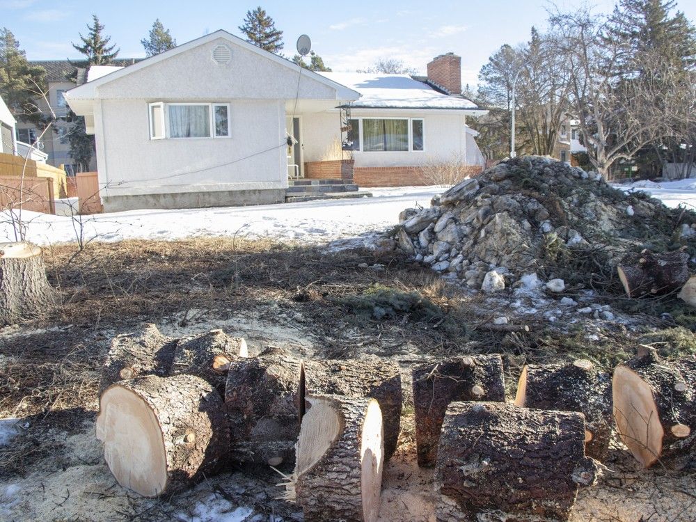 Making it harder to remove mature trees from private property seems sensible. It’s worthwhile protecting what we have.