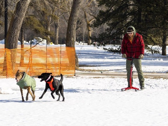 Ben Allen checks out what Hawrelak Park looks like on his kick-sled behind his dogs Watson and Pepper after being closed for three years of construction . Taken on Friday, March 13, 2026 in Edmonton.