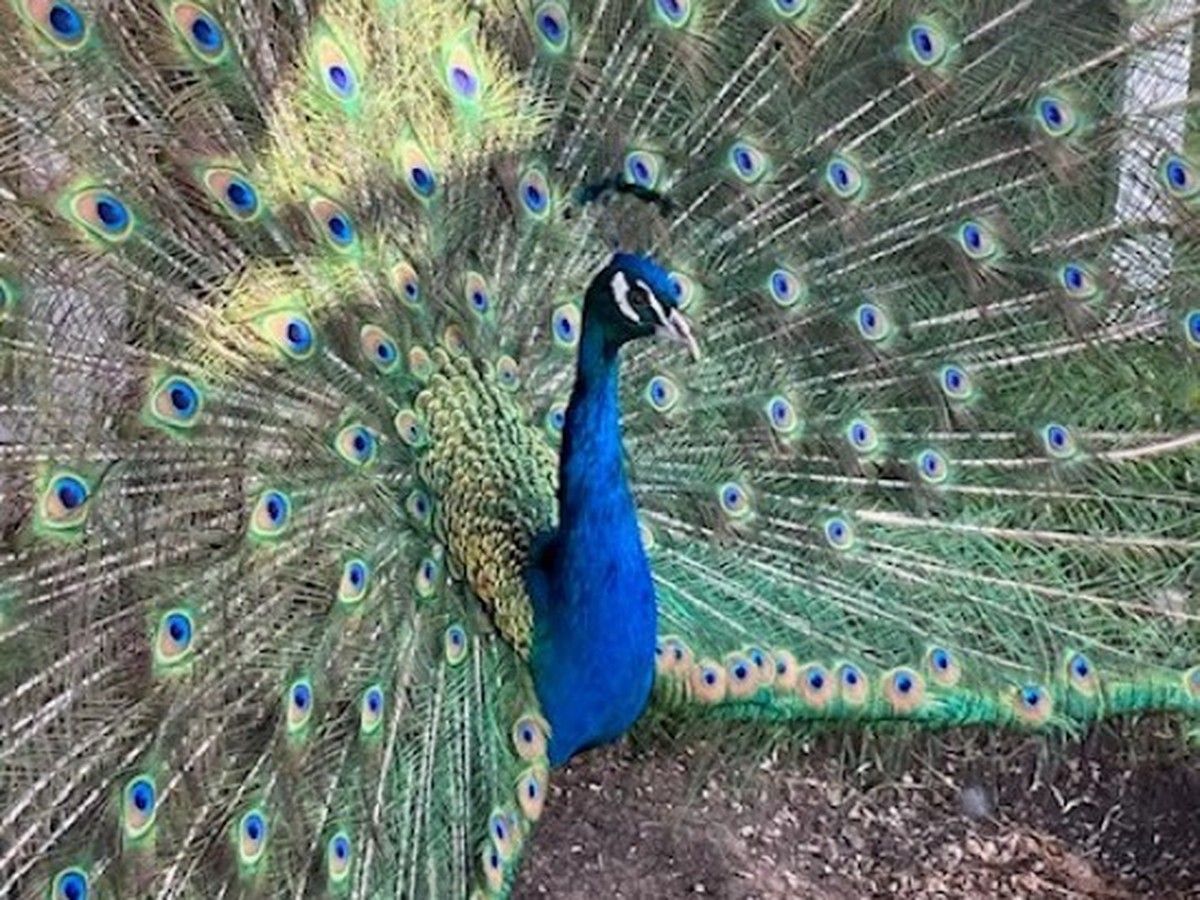 Parkland RCMP officers are looking to reunite two peacocks with their rightful owner after someone stole a truck containing the crated peacocks in Stony Plain, AB, on Sunday, April 26, 2026.