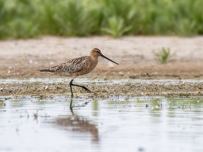 A bar-tailed godwit was spotted near Hastings Lake just east of Edmonton, May 26, 2026. It marks the second time the species has ever been spotted in Alberta.