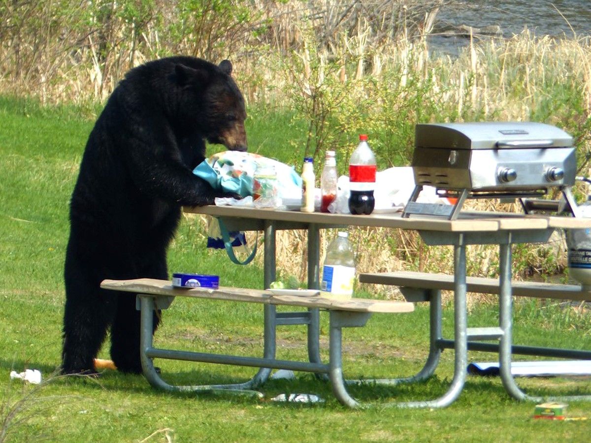 Lab results from last summer’s hair sample project just came in with DNA revealing there were 39 individual bears using the park.
