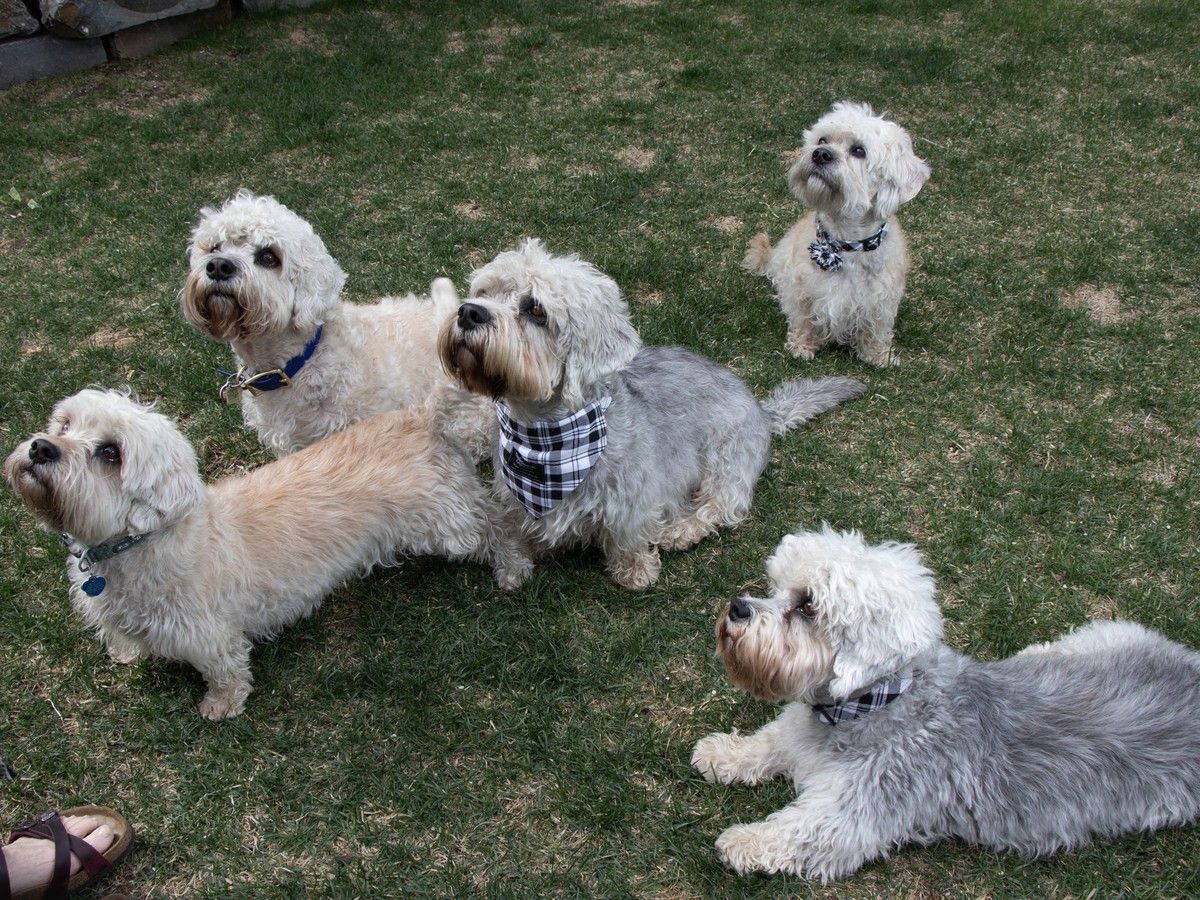 'Has its own tartan': Rare Dandie Dinmont terriers to parade at Edmonton's Hawrelak Park June 6
