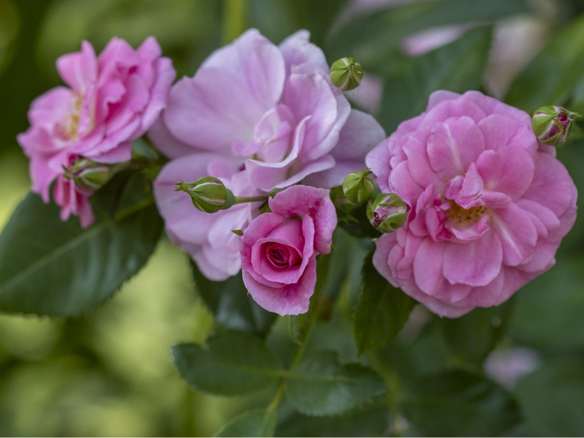 Growing Things: The best fragrant roses for your containers | Edmonton ...